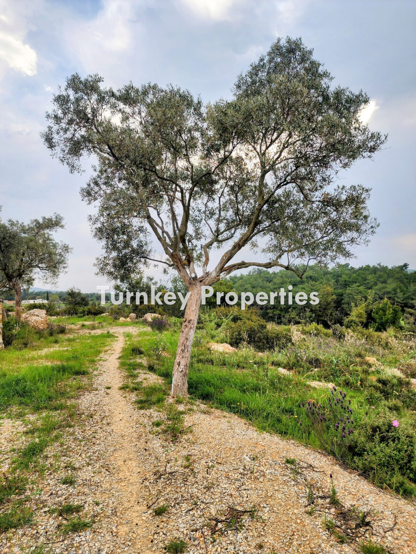 Kumköy, Bodrum Satılık Arazi 11.555 m² Yatırım Değeri Yüksek 