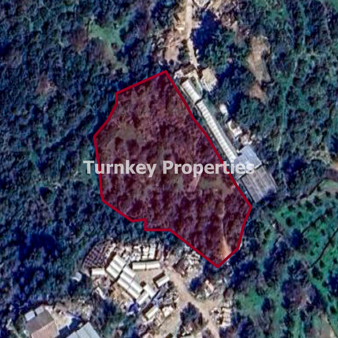 Bodrum Gündoğan Karacababa Satılık 5.105 m2 Zeytinli Tarla