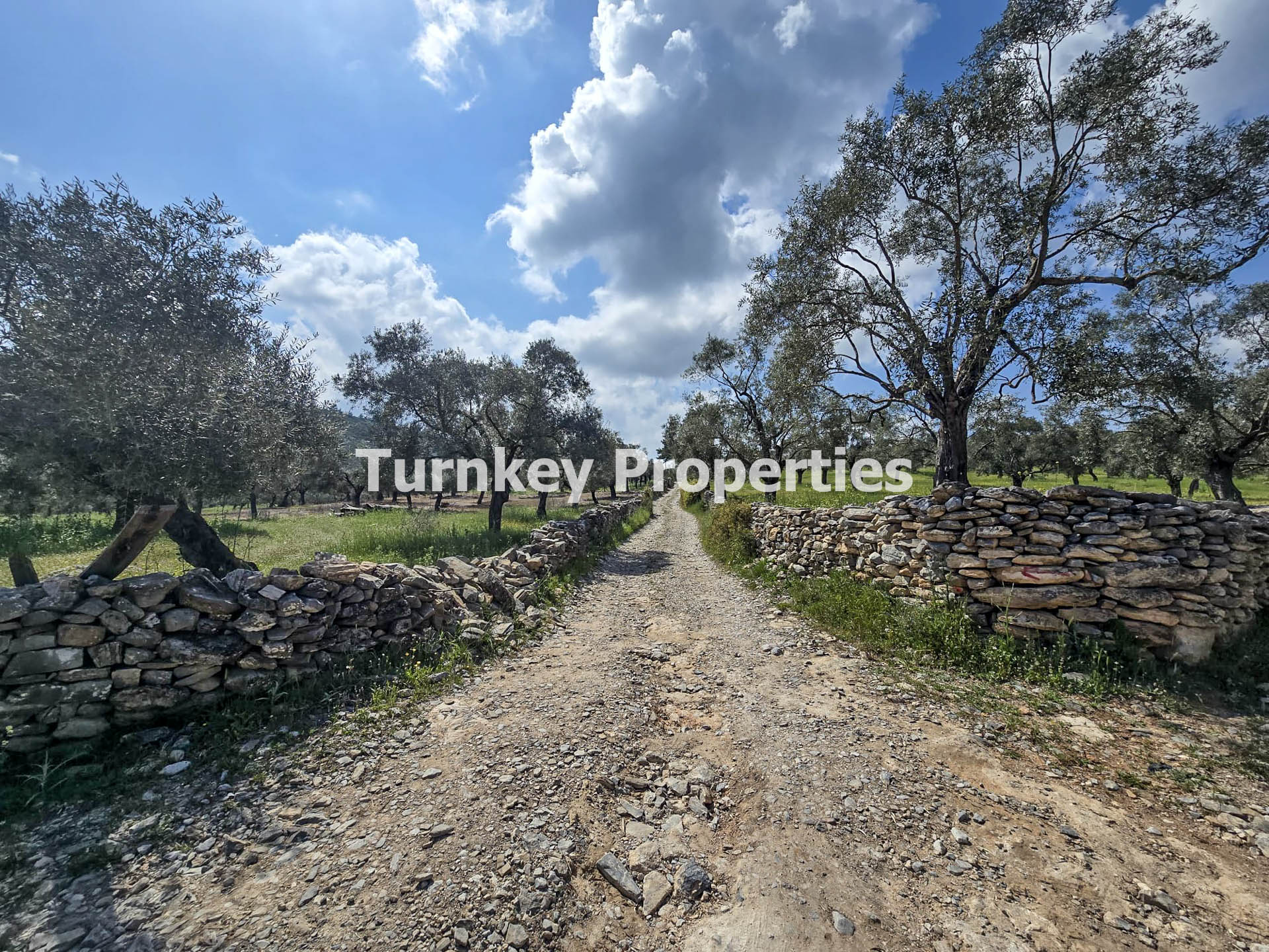 Milas Kıyıkışlacık Satılık Zeytinlik 3.888 m² Yatırım Değeri