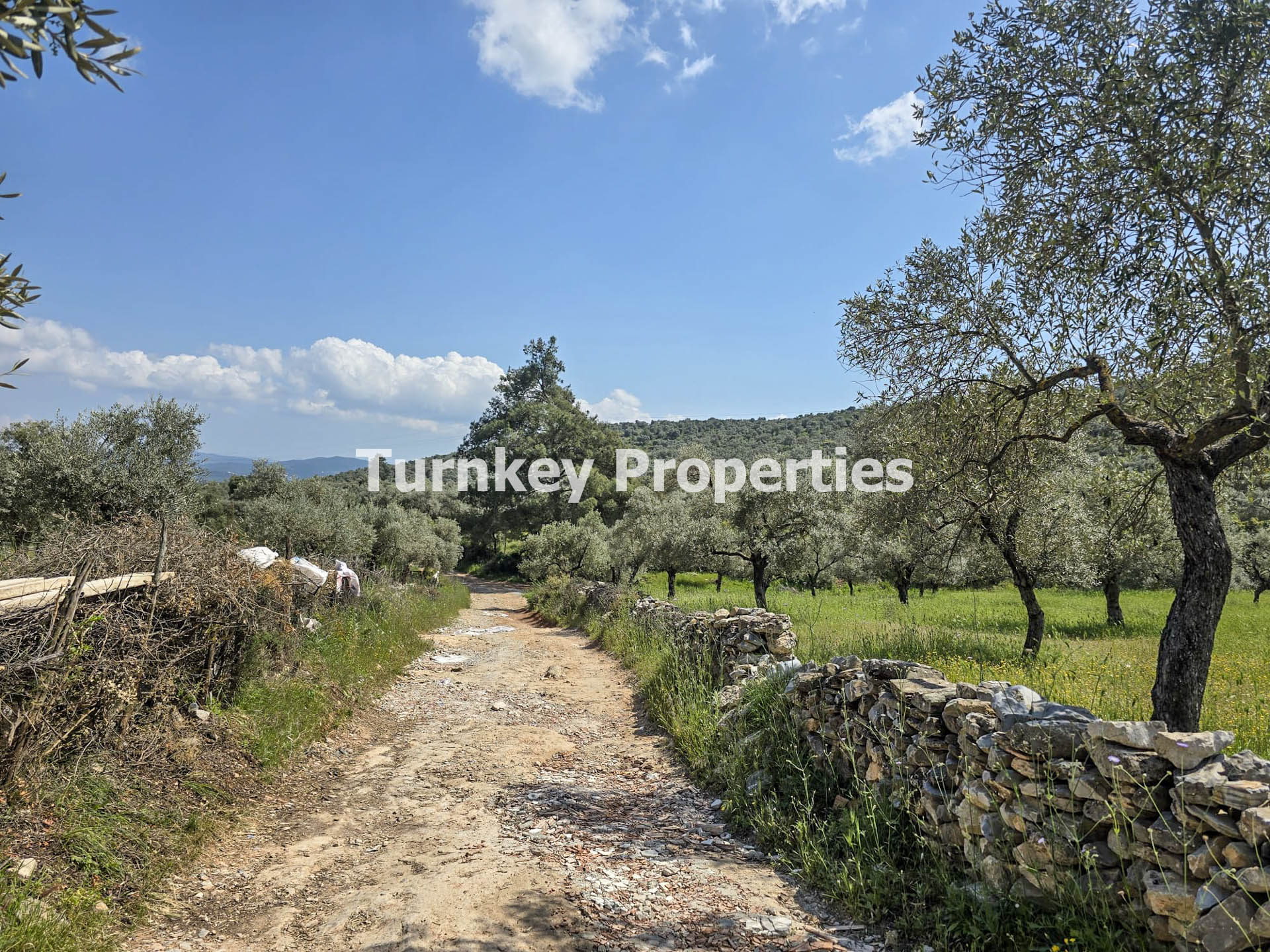 Milas Kıyıkışlacık Satılık Zeytinlik 3.888 m² Yatırım Değeri