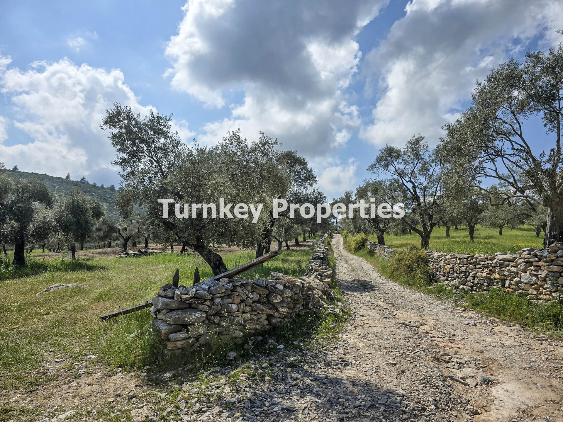 Milas Kıyıkışlacık Satılık Zeytinlik 3.888 m² Yatırım Değeri