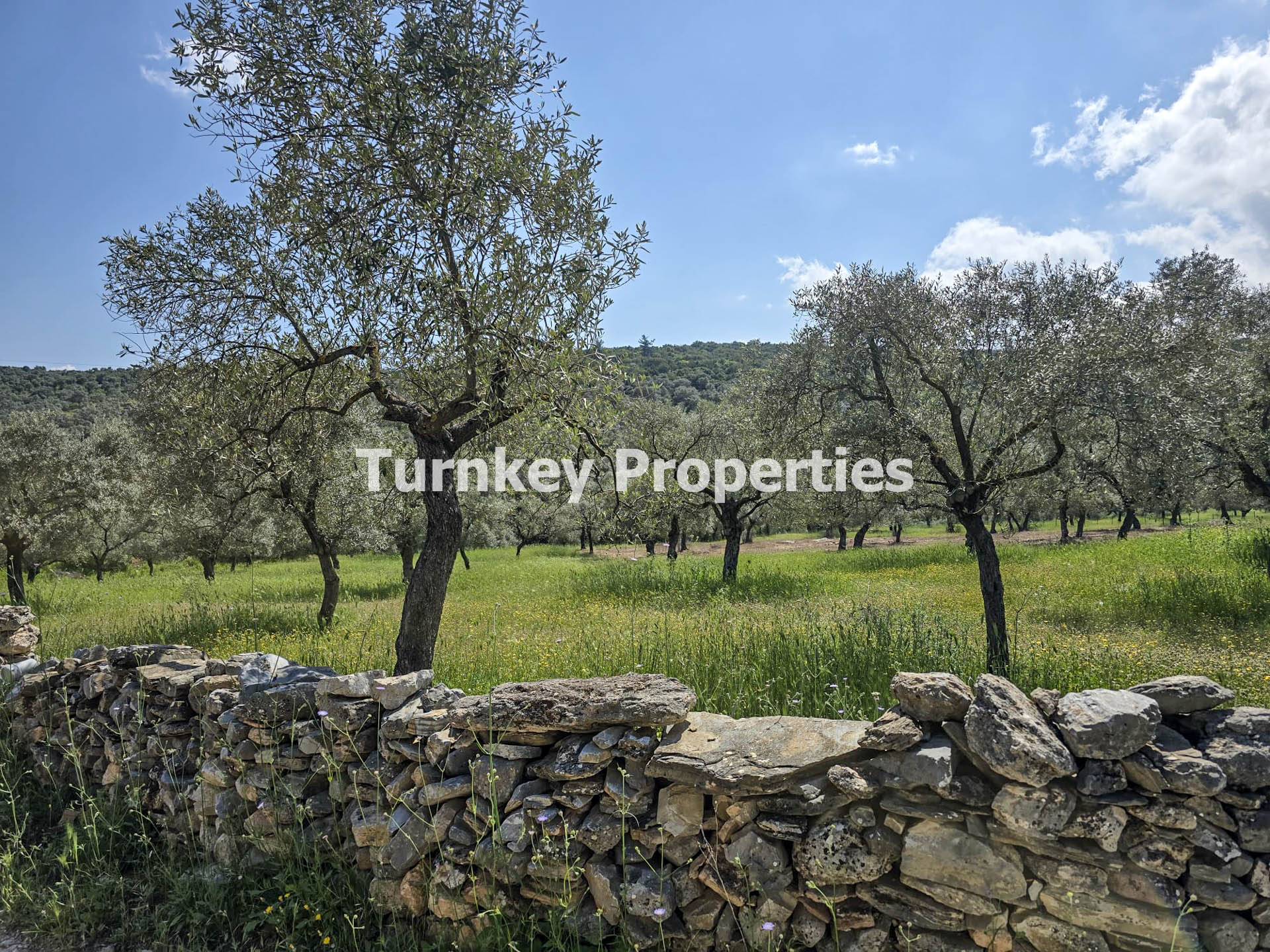 Milas Kıyıkışlacık Satılık Zeytinlik 3.888 m² Yatırım Değeri