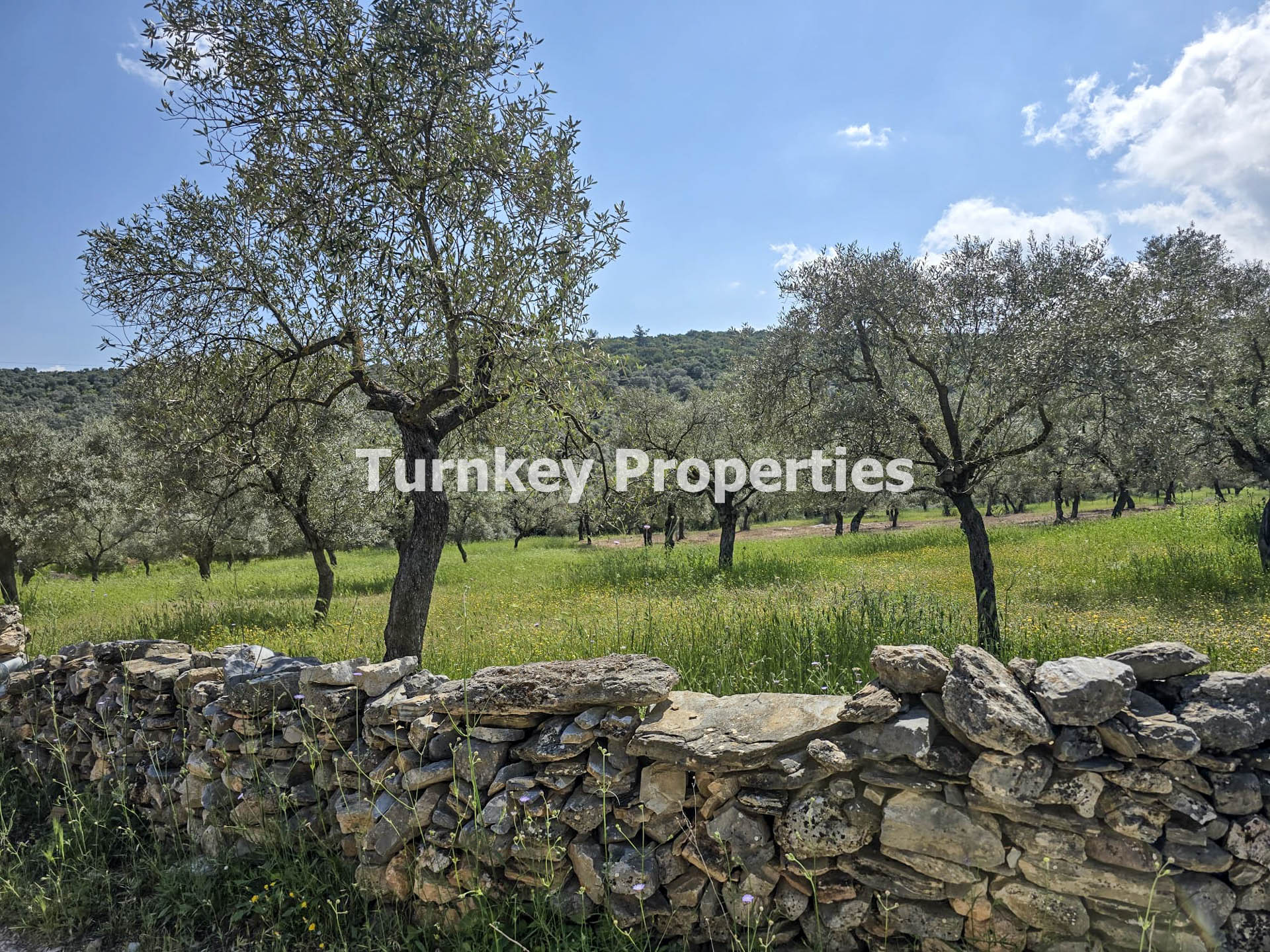 Milas Kıyıkışlacık Satılık Zeytinlik 3.888 m² Yatırım Değeri