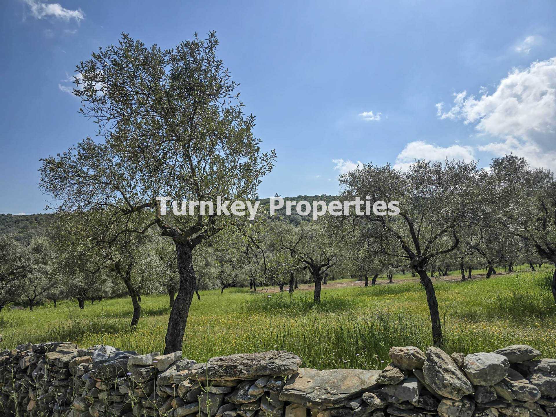 Muğla, Milas Kıyıkışlacık'ta Satılık Zeytinlik Arsa Geniş
