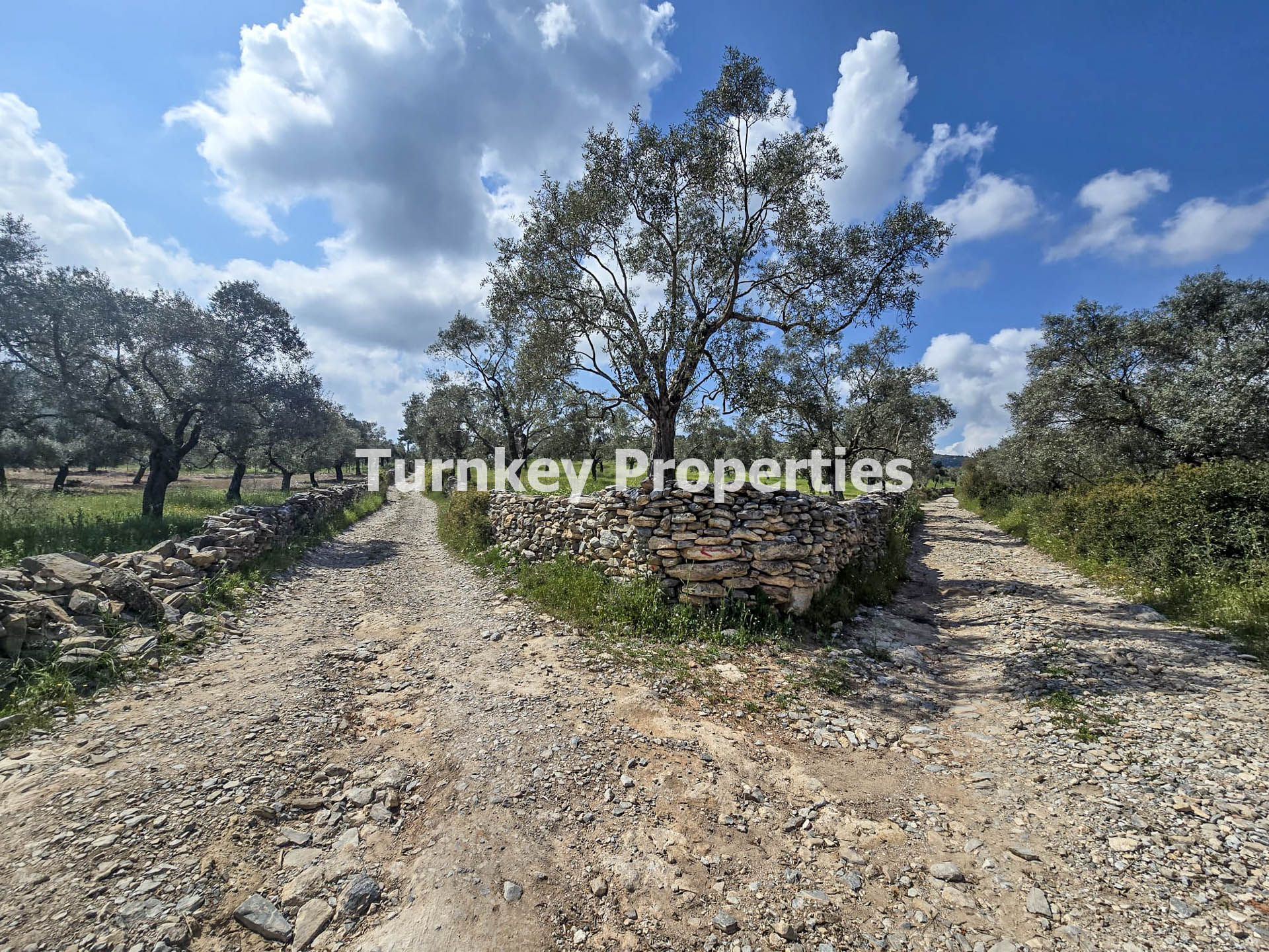 Muğla, Milas Kıyıkışlacık'ta Satılık Zeytinlik Arsa Geniş