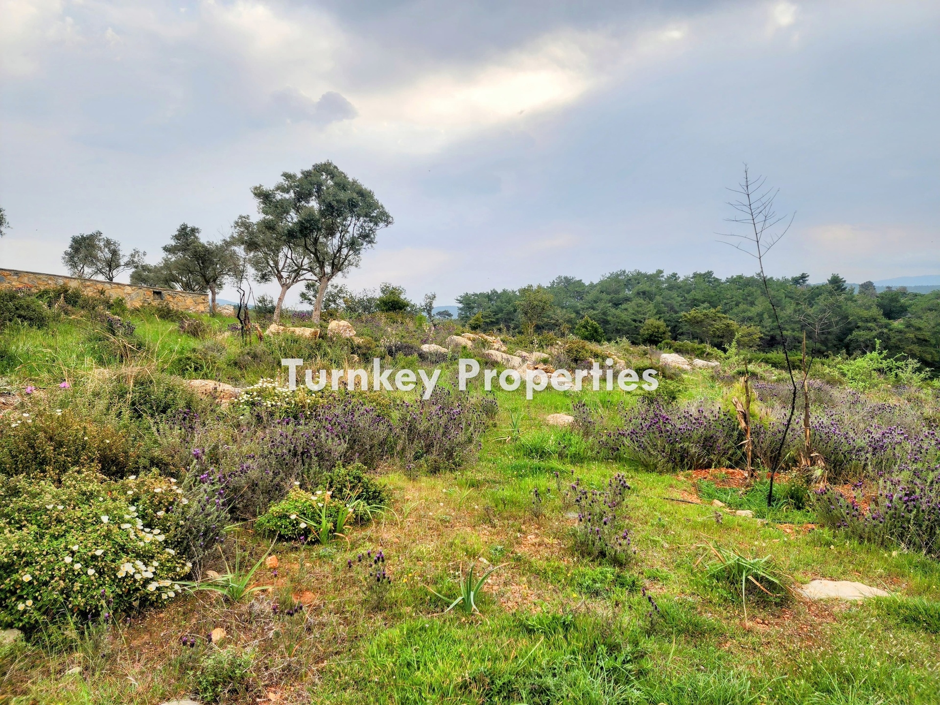 Kumköy, Bodrum Satılık Arazi 11.555 m² Yatırım Değeri Yüksek 