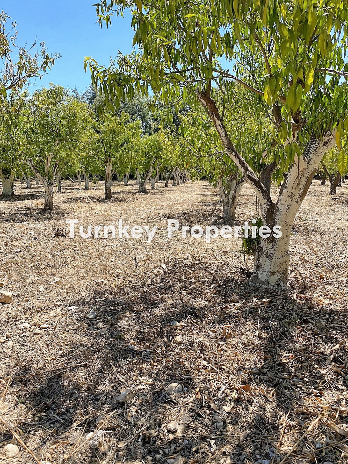 Bitez Satılık Arsa Köy Merkezine Yakın Yatırım Amaçlı Paylı Hisse