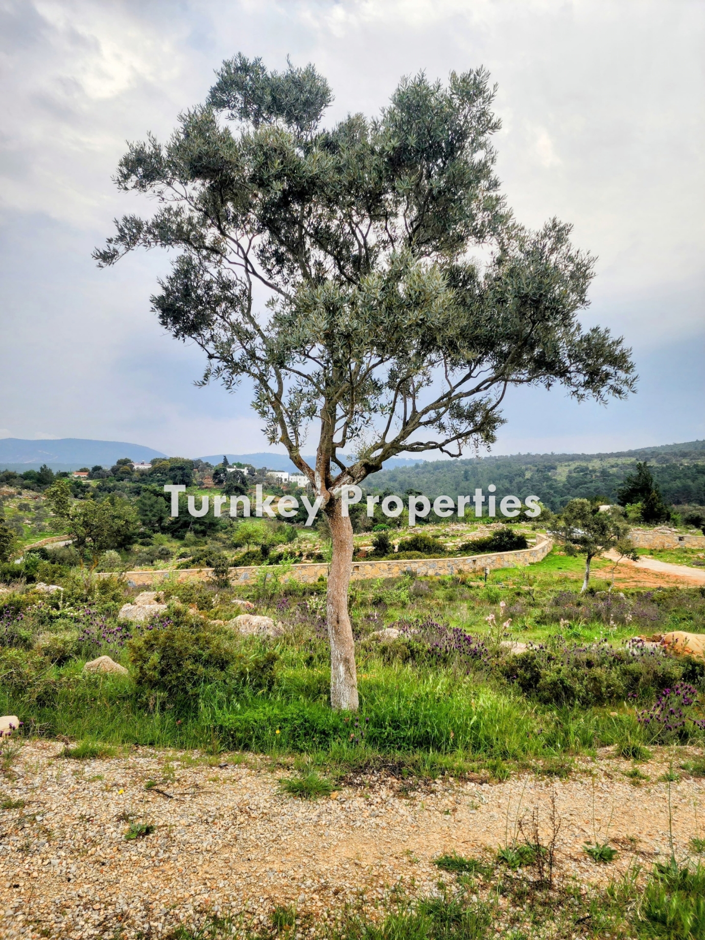 Kumköy, Bodrum Satılık Arazi 11.555 m² Yatırım Değeri Yüksek 