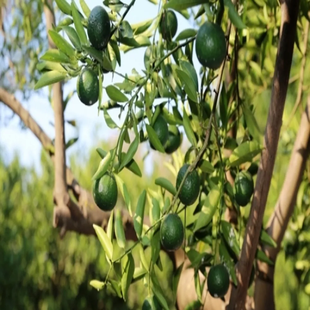 Bitez’de Yaşamak: Sakinlik, Doğallık ve Gerçek Bodrum Hissi