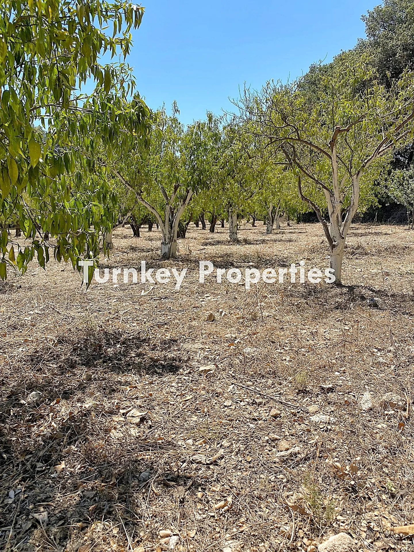 Bitez’de Akıllı Yatırım: Toprak Neden En Güvenli Liman?